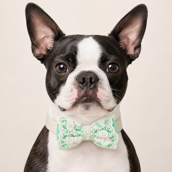 Mint Green Ring Bearer Dog Bow Tie Collar with Ivory Floral Lace Embroidery