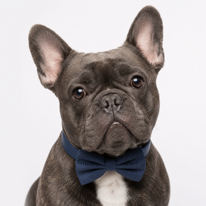 Navy Blue Ring Bearer Wedding Dog Bow Tie Collar with Adjustable Royal Blue Vegan Leather Collar
