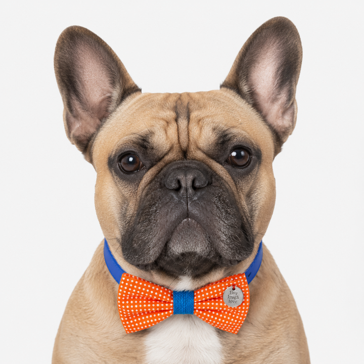 Orange Polka Dot Ring Bearer Dog Bow Tie Collar with Live Laugh Love Charm and Blue Vegan Leather Collar