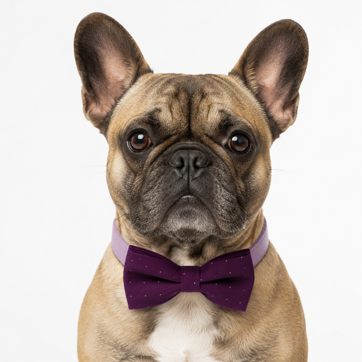 Plum Polka Dot Ring Bearer Dog Bow Tie Collar with Lilac Vegan Leather Collar