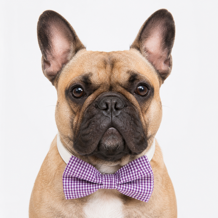 Purple Gingham Ring Bearer Dog Bow Tie Collar with White Vegan Leather Collar