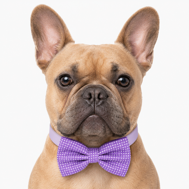Purple Polka Dot Ring Bearer Wedding Dog Bow Tie Collar with Adjustable Lilac Vegan Leather Collar