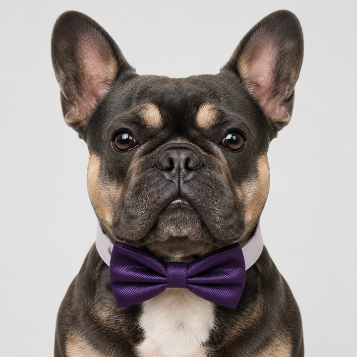 Purple Ring Bearer Dog Bow Tie Collar with Ring Ribbon and Lilac Vegan Leather Collar