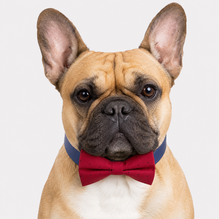 Classic Red Ring Bearer Dog Bow Tie Collar with Navy Vegan Leather Collar