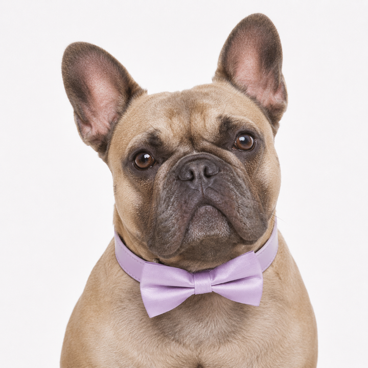 Lavender Live Laugh Love Ring Bearer Wedding Dog Bow Tie Collar with Adjustable Lilac Vegan Leather Collar