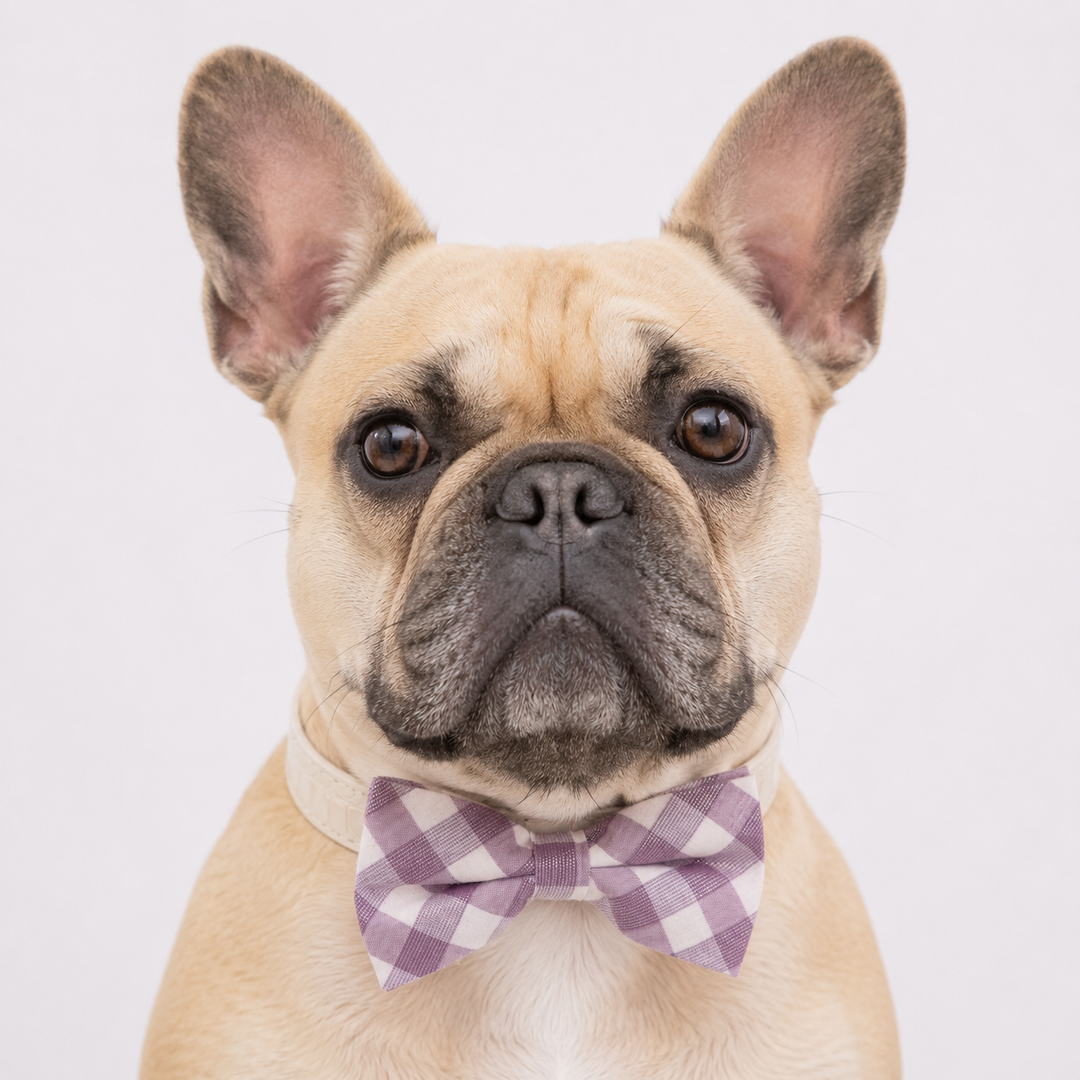 Lavender Plaid Ring Bearer Wedding Dog Bow Tie Collar with Adjustable Ivory Croc Vegan Leather Collar
