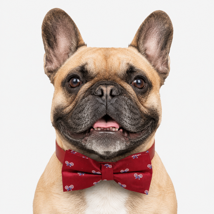 Burgundy Bicycle Ring Bearer Dog Bow Tie Collar with Red Vegan Leather Collar