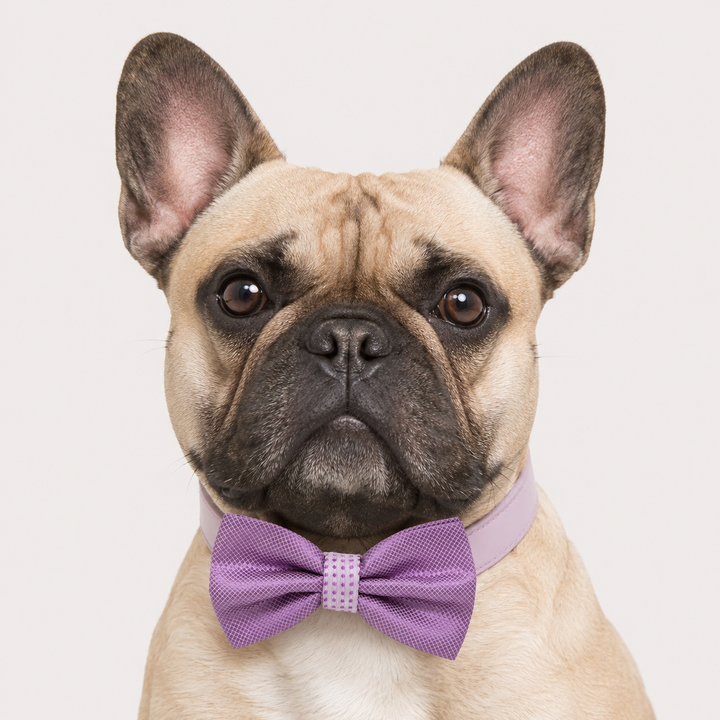 Lavender Textured Ring Bearer Wedding Dog Bow Tie Collar with Adjustable Lilac Vegan Leather Collar