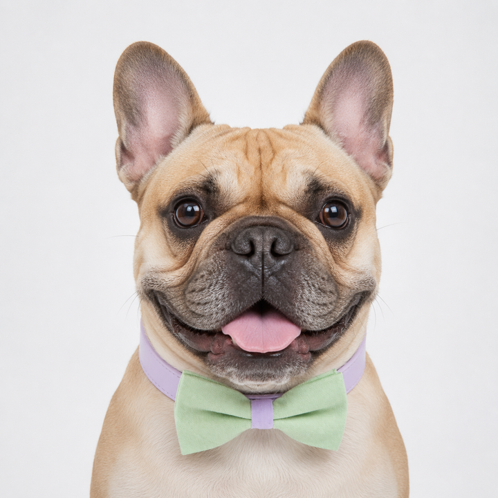 Mint Green Ring Bearer Dog Bow Tie Collar with Lavender Vegan Leather Collar