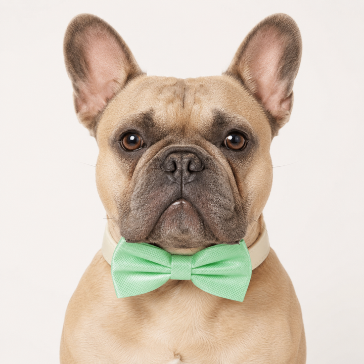 Mint Green Ring Bearer Wedding Dog Bow Tie Collar with Adjustable Ivory Vegan Leather Collar