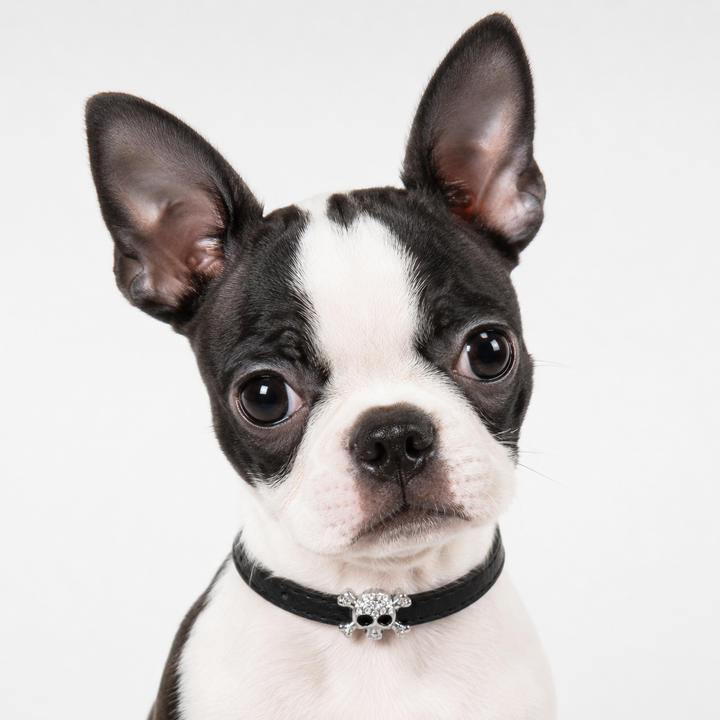 Black Dog Collar with Rhinestone Skull Charm