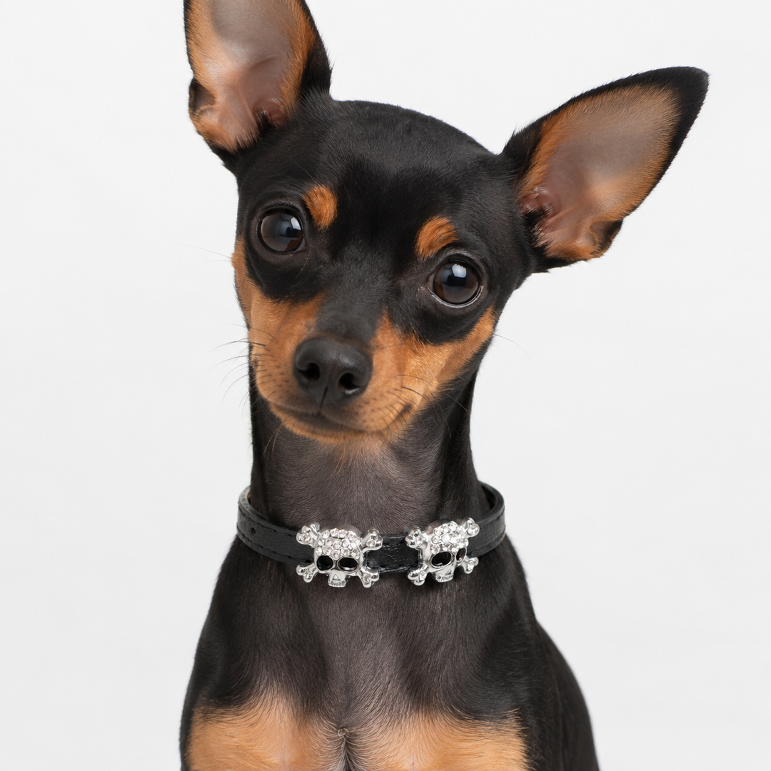 Leather Dog and Cat Collar with Skull Charm XS Size Puppy Kitten Pet Collar in Multiple Colors
