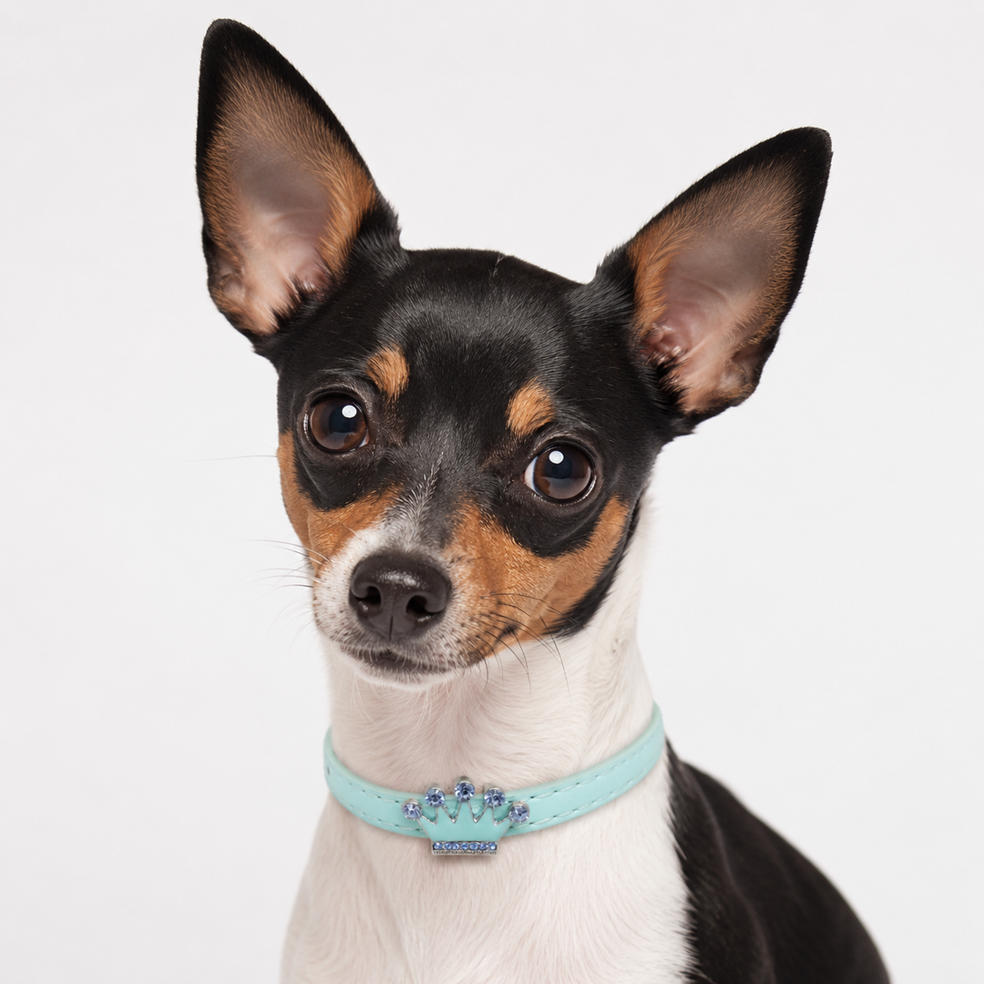 Leather Dog Cat Collar With Charm Wedding XS Size Puppy Kitten Collar Pet Collar In Multiple Colors