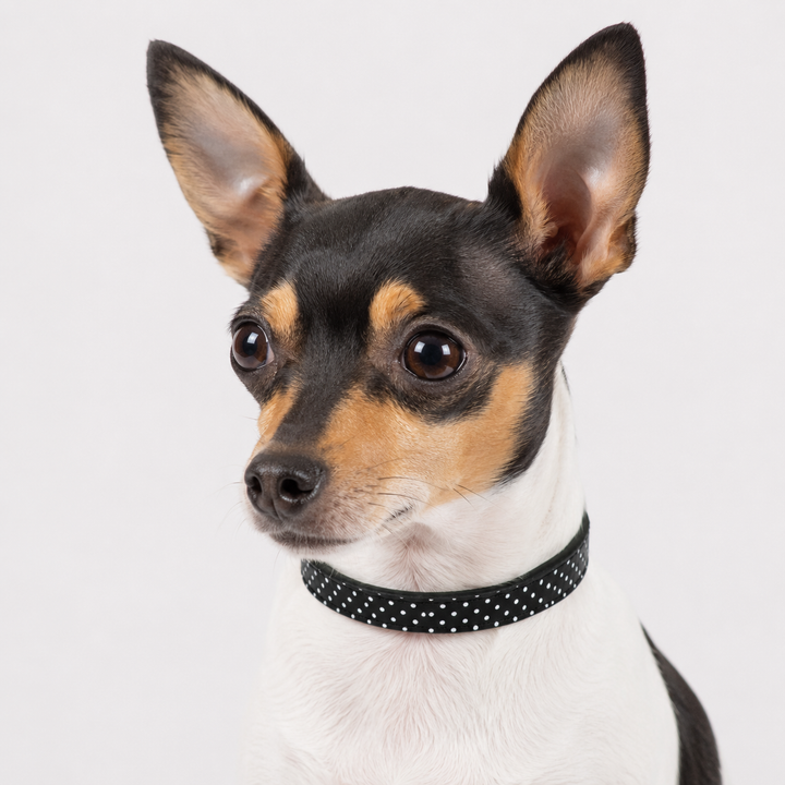 Black Polka Dot Dog Collar