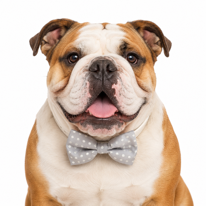Silver Polka Dot Dog Bow Tie Collar with Adjustable White Vegan Leather Collar