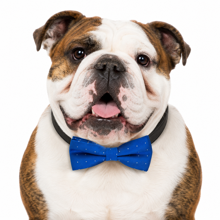 Royal Blue Polka Dot Dog Bow Tie Collar with Adjustable Black Vegan Leather Collar