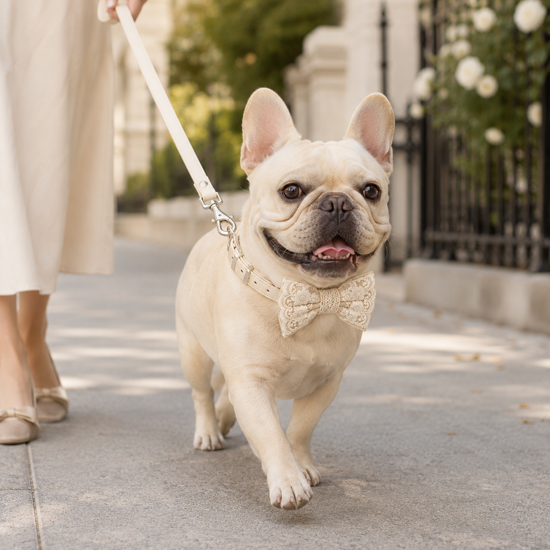Small dog wearing a white vegan leather dog leash