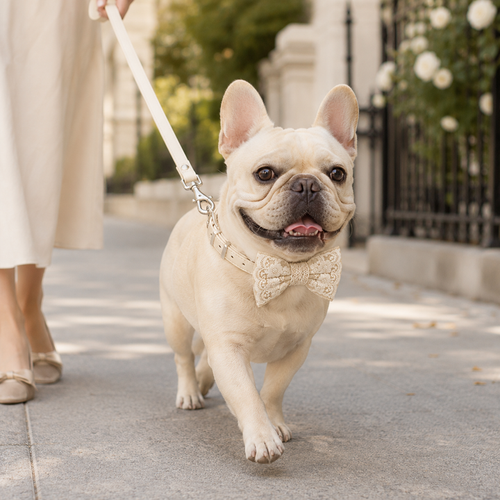 Small dog wearing a dusty olive vegan leather dog leash