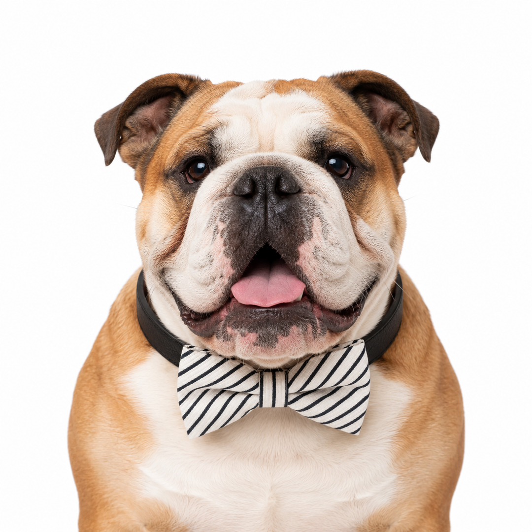 English bulldog wearing a black vegan leather collar with handmade white and black striped bow tie for weddings and special occasions