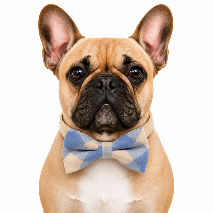 French Bulldog wearing a blue plaid bow tie collar with cream vegan leather strap on a white background