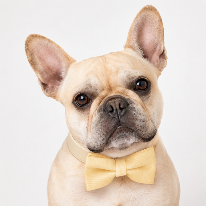 French Bulldog wearing ivory ring bearer dog bow tie collar with matching vegan leather collar for wedding ceremonies and formal events