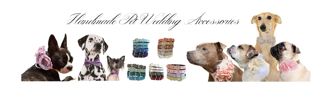 Dog hotsell accessories store