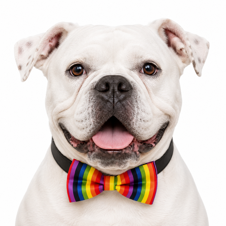 White American Bulldog wearing a rainbow stripe bow tie collar with black vegan leather collar