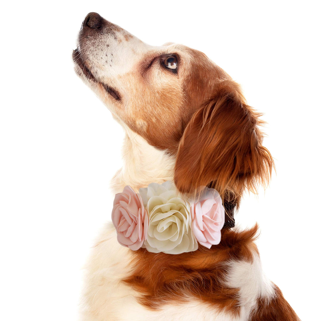 Dog wearing a blush pink and ivory floral collar with three handcrafted rose flowers.