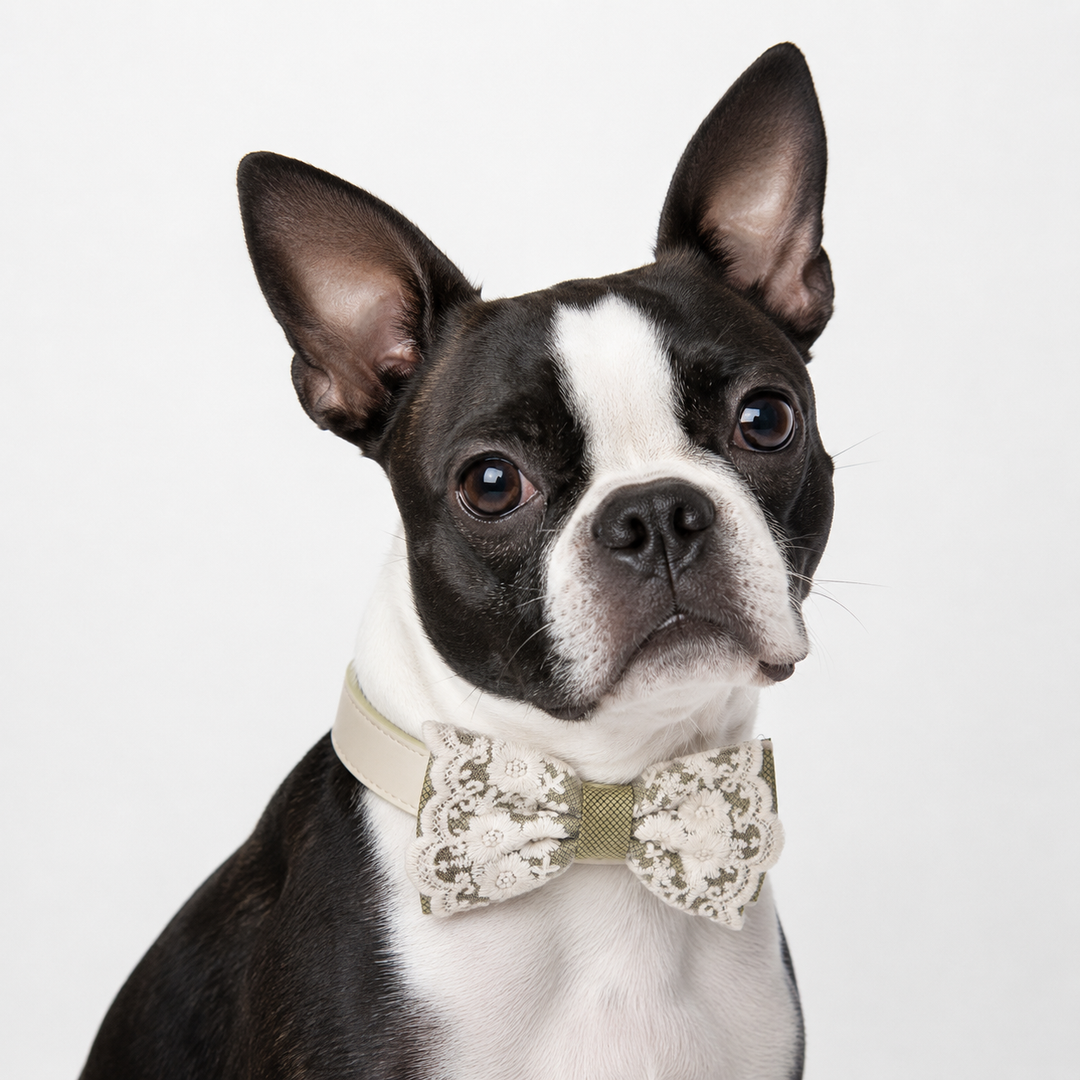 Boston Terrier wearing an antique gold lace dog bow tie collar with floral embroidered lace details and ivory vegan leather collar for weddings and formal occasions