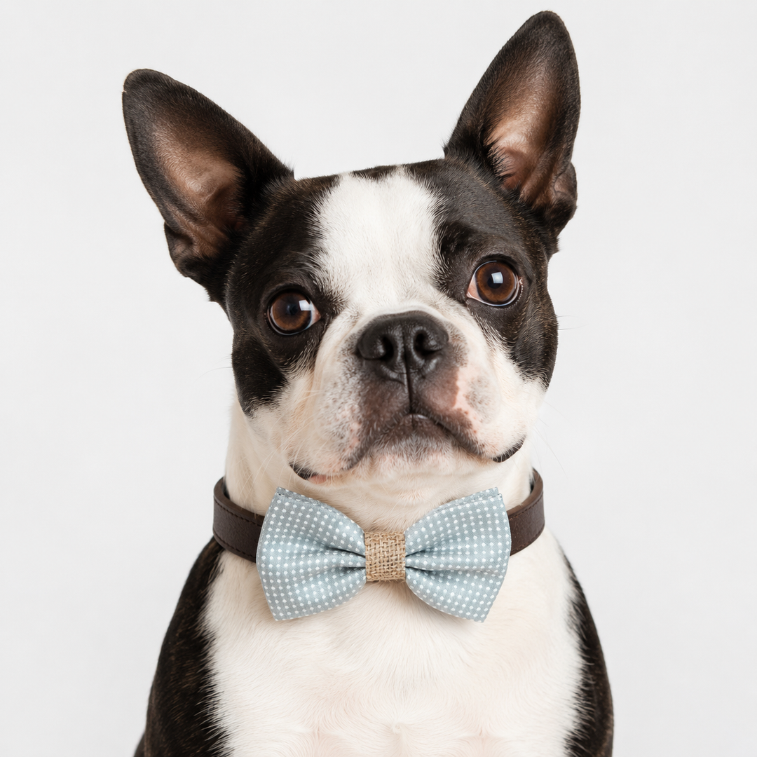 Boston Terrier wearing a blue gray polka dot dog bow tie collar with woven center band and dark brown vegan leather collar