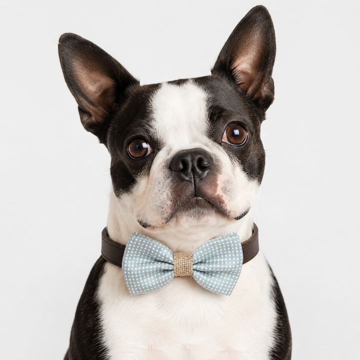 Boston Terrier wearing a blue gray polka dot dog bow tie collar with woven center band and dark brown vegan leather collar