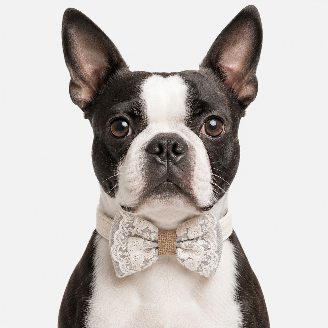 Boston Terrier wearing a gray lace ring bearer dog bow tie collar with attached wedding ring holder ribbon and floral embroidered bow tie for wedding ceremonies and special occasions