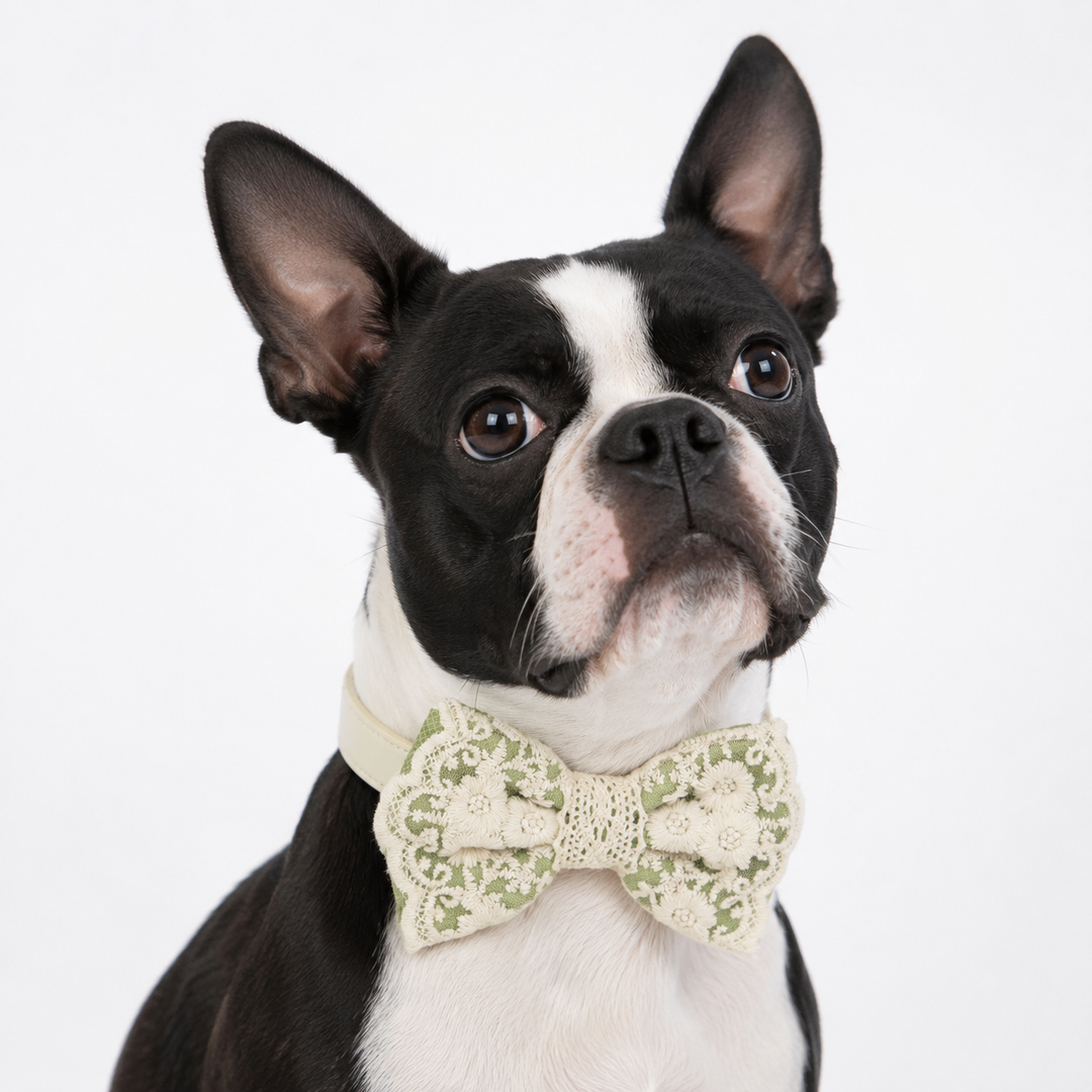 Boston Terrier wearing a Green Oasis floral lace dog bow tie collar with ivory vegan leather collar and embroidered lace details for weddings and special occasions