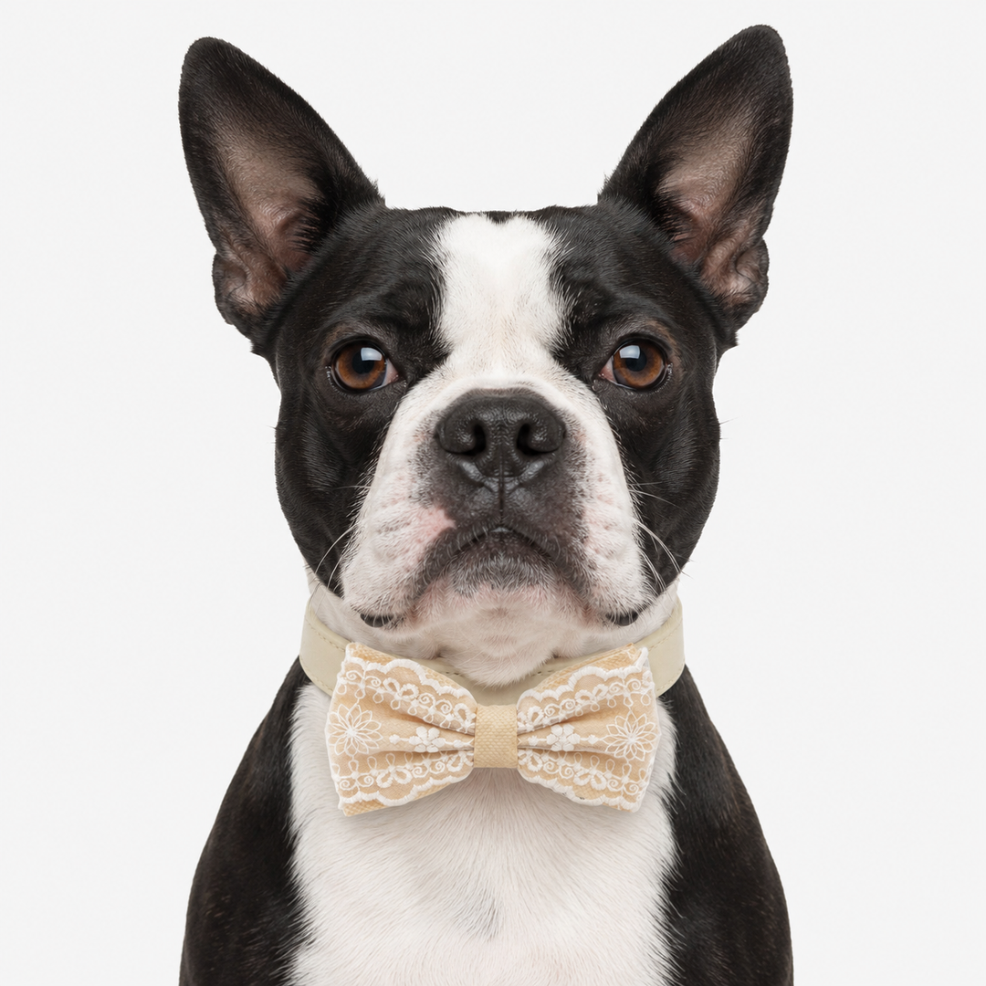 Boston Terrier wearing an Ivory lace ring bearer dog bow tie collar with attached wedding ring holder ribbon and embroidered lace bow tie for weddings, ceremonies, and special occasions