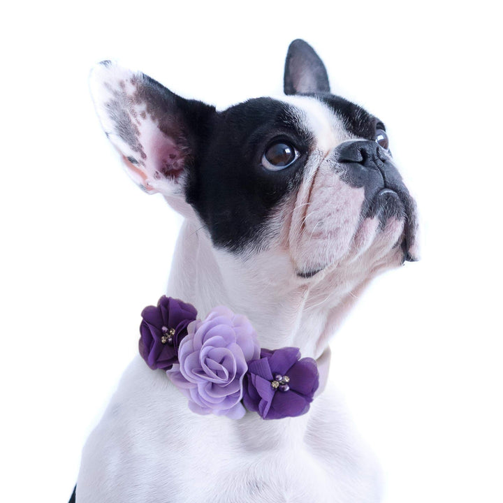 Boston Terrier wearing lavender and purple floral dog collar with handmade flower arrangement and rhinestone details