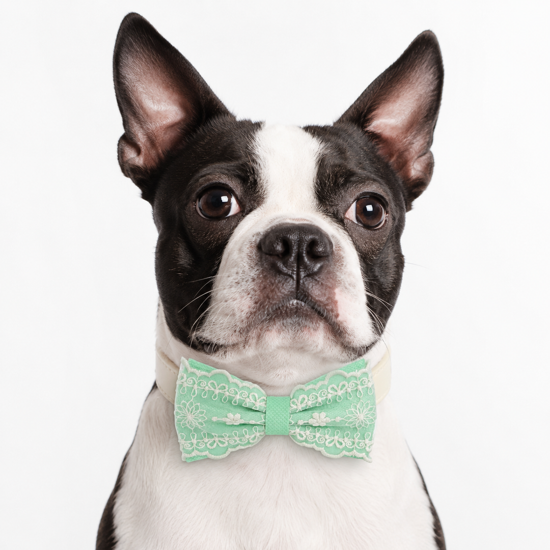 Boston Terrier wearing a Mint Green lace ring bearer dog bow tie collar with attached wedding ring holder ribbon, ivory vegan leather collar, and embroidered lace details for weddings and special occasions