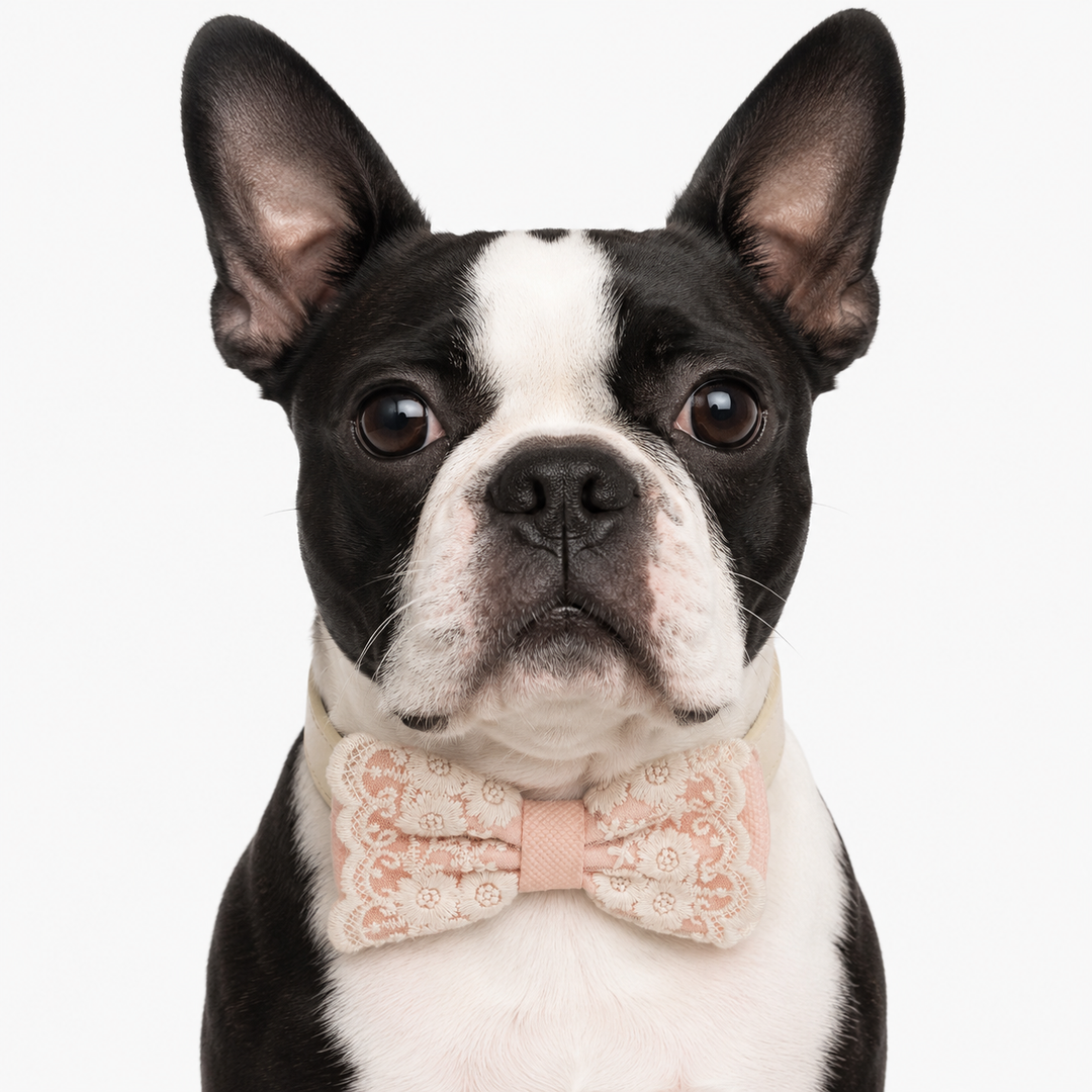 Boston Terrier wearing a Pearl Blush floral embroidered dog bow tie collar with ivory vegan leather collar and elegant lace detailing for special occasions and photoshoots