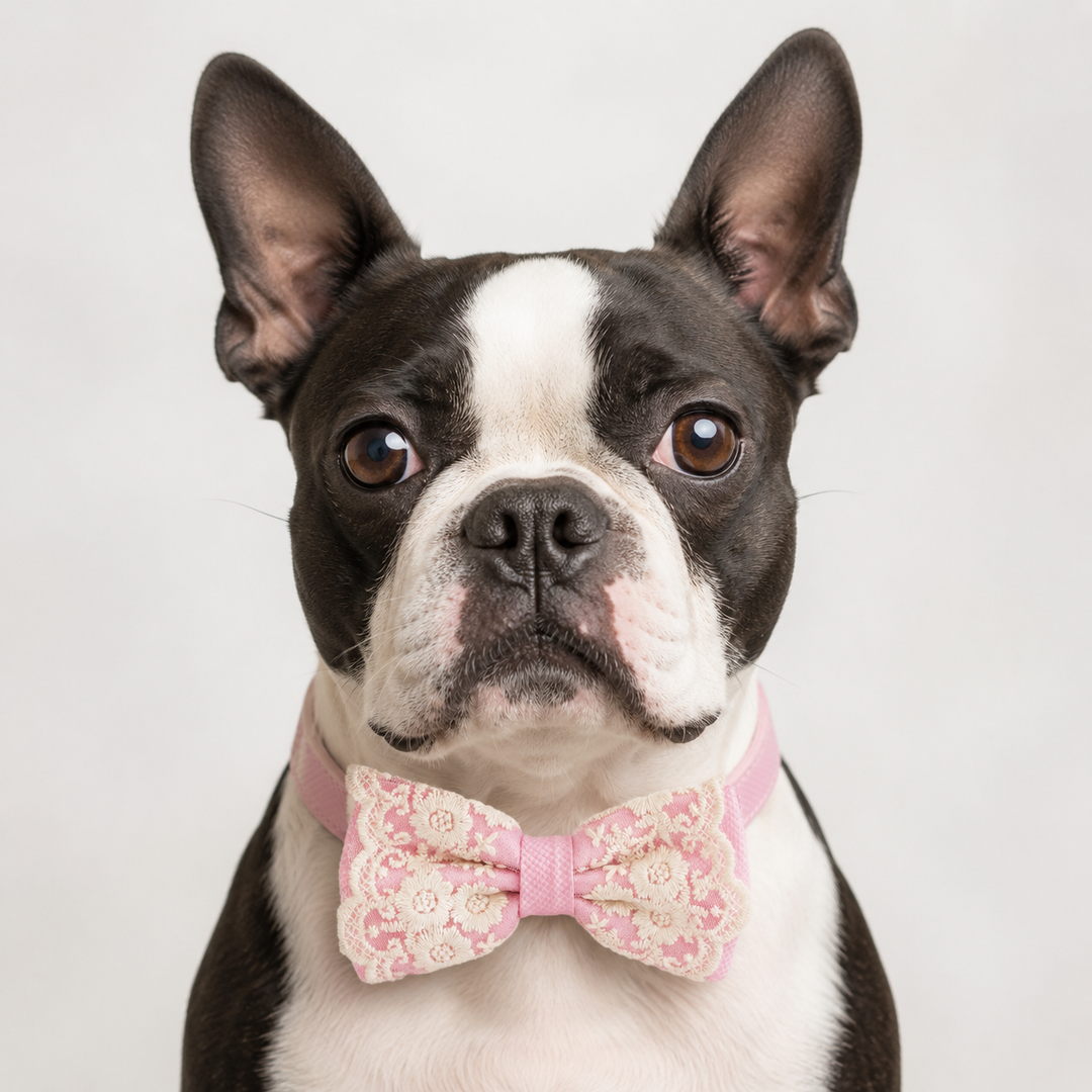 Boston Terrier wearing a soft pink floral lace dog bow tie collar with embroidered floral lace details and matching pink vegan leather collar for weddings, photoshoots, and special occasions