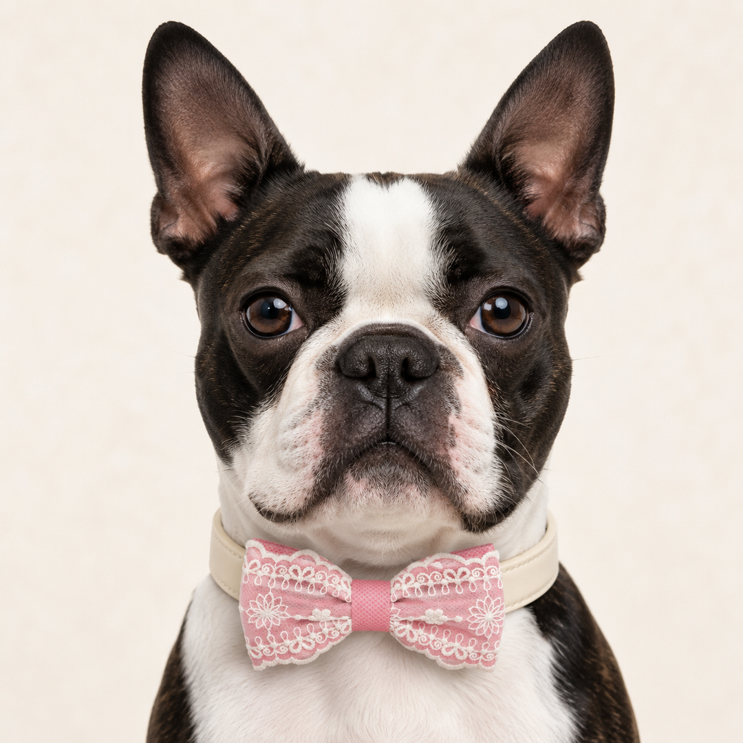 Boston Terrier wearing a soft pink lace ring bearer dog bow tie collar with floral embroidered lace design and ivory vegan leather collar for weddings and special occasions
