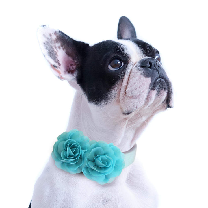 Boston Terrier wearing an aqua blue floral dog collar with double rose flower design and matching vegan leather collar