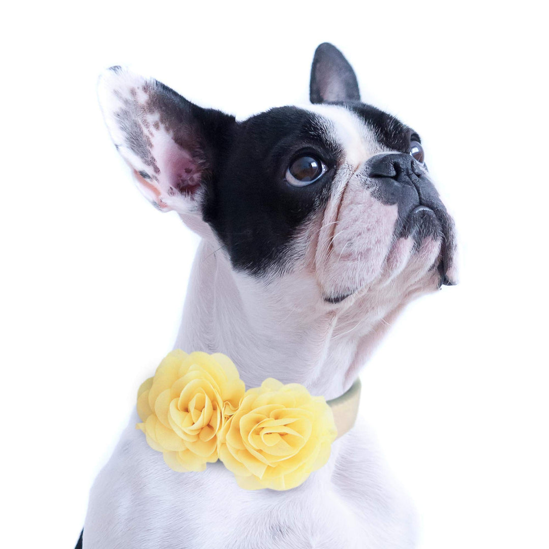 Boston Terrier wearing a yellow double rose floral dog collar with a cream vegan leather collar for special occasions