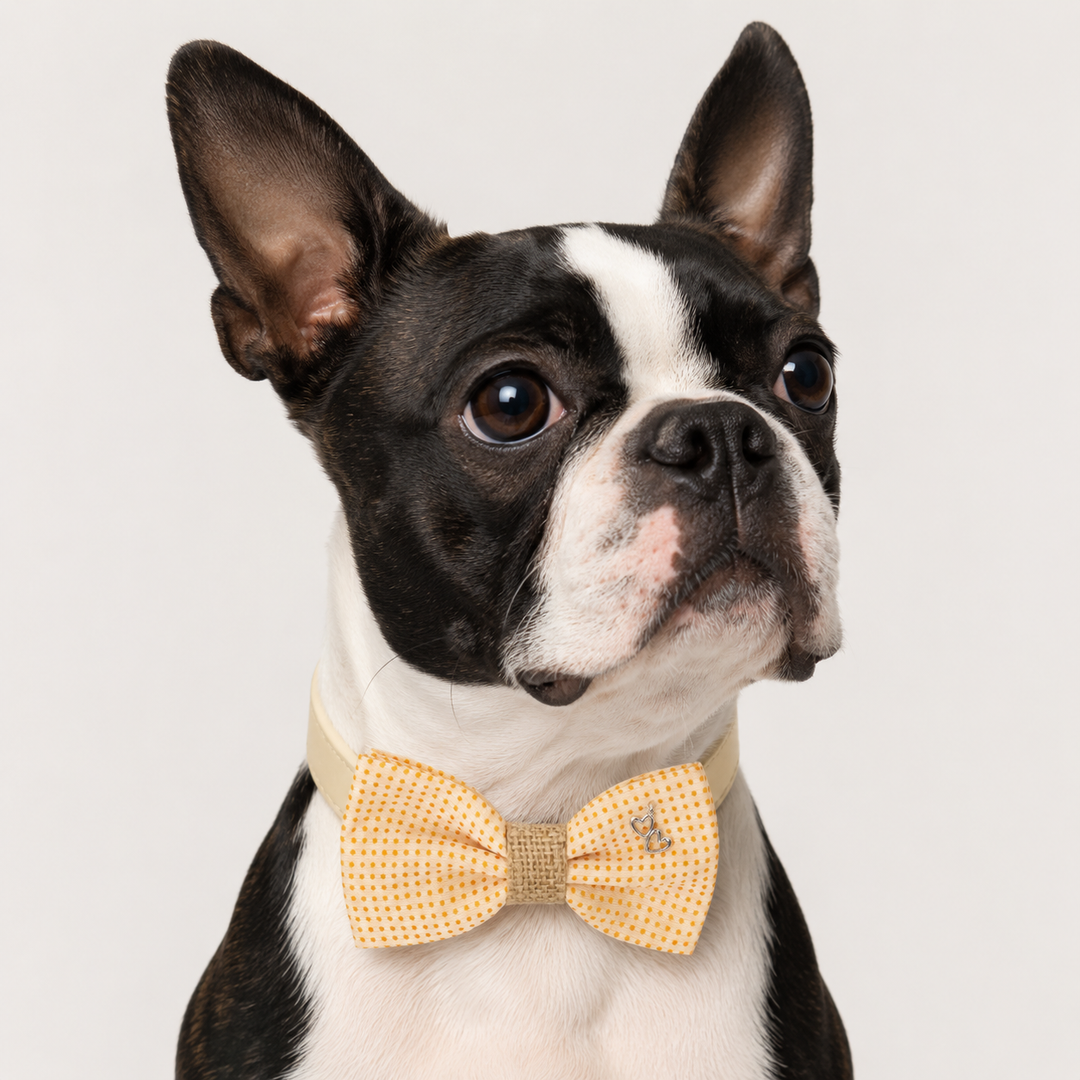 Boston Terrier wearing a yellow polka dot dog bow tie collar with heart charm and cream vegan leather collar for special occasions and photoshoots
