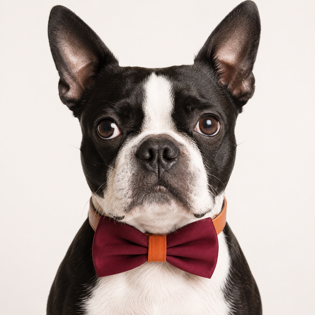 Boston Terrier wearing a burgundy bow tie with cinnamon vegan leather collar against a light background