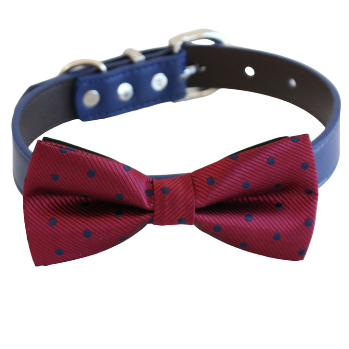 Burgundy polka dot bow tie dog collar with blue vegan leather collar and adjustable fit