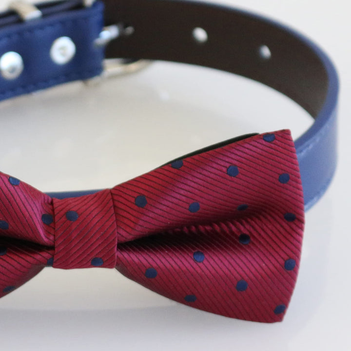 Close-up of burgundy bow tie with navy polka dots attached to a blue vegan leather dog collar
