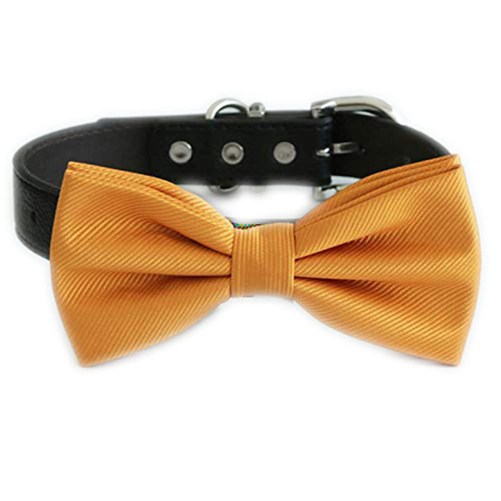 Burnt orange satin dog bow tie collar with black vegan leather collar shown from the front view