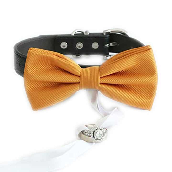 Burnt orange ring bearer dog bow tie collar with black vegan leather collar and white ribbon ring holder