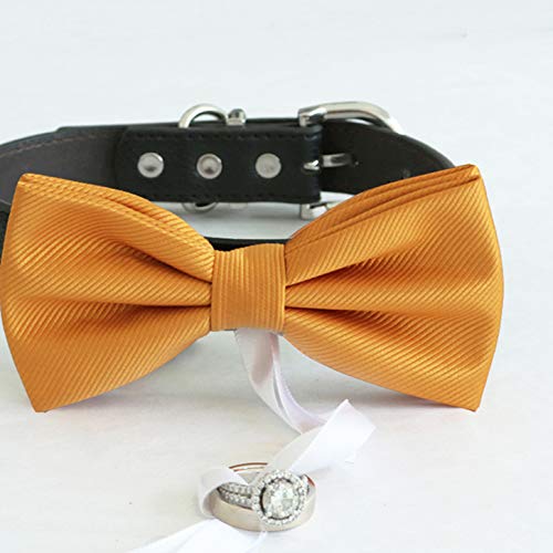 Burnt orange satin dog bow tie collar featuring a ring holder ribbon for wedding ceremonies