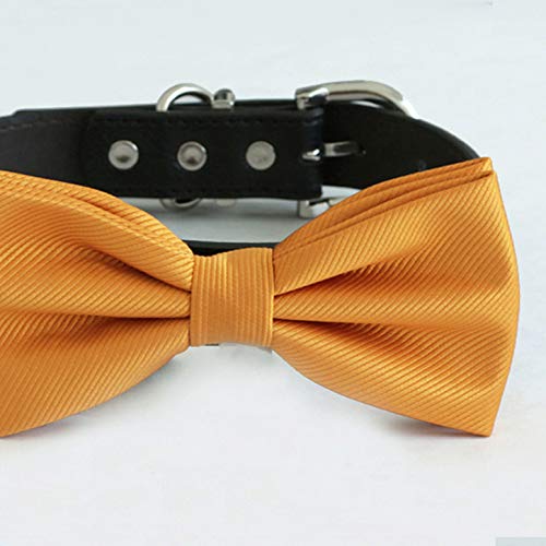 Burnt orange satin dog bow tie attached to a black vegan leather collar with silver-tone hardware