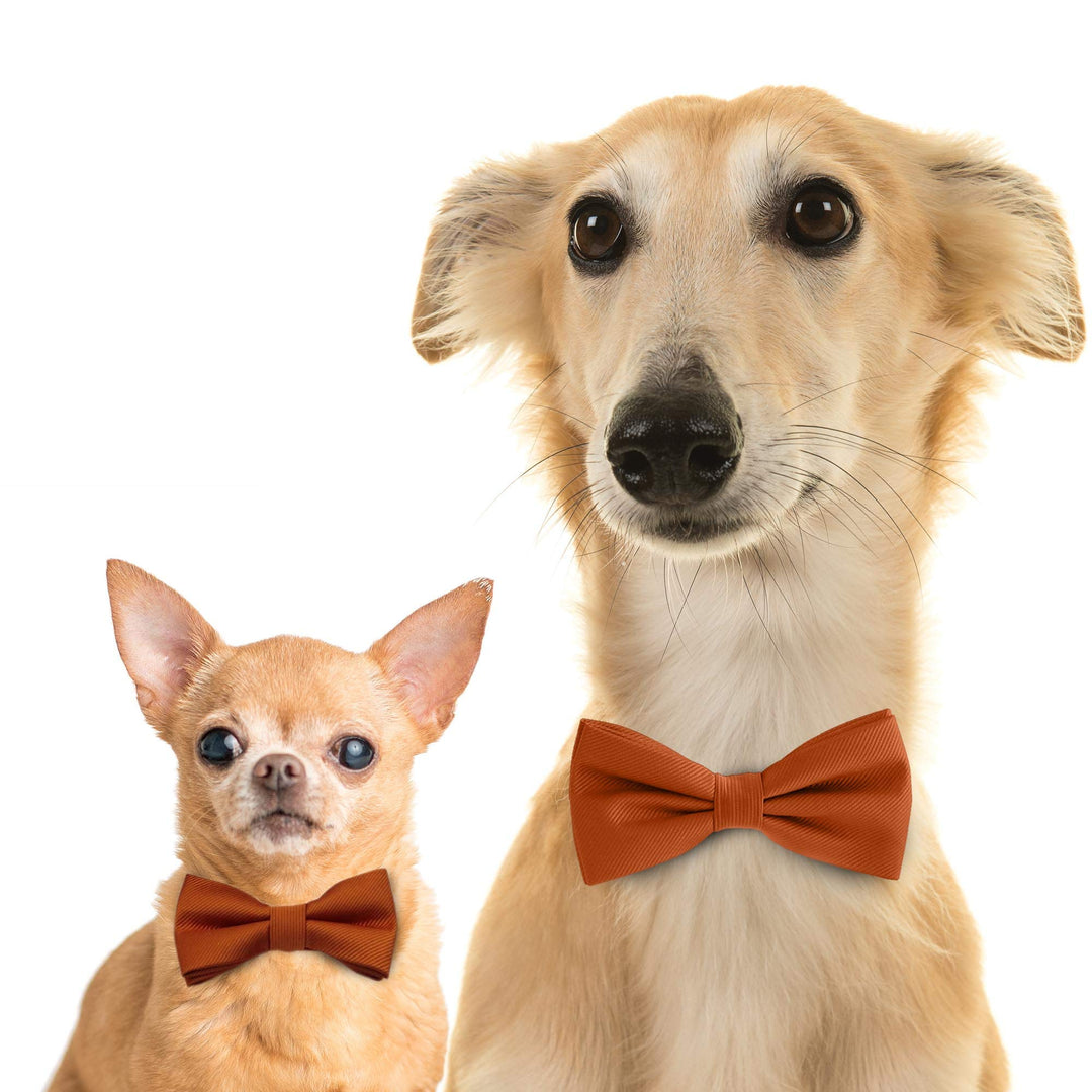 Two dogs wearing matching cinnamon brown dog bow ties on a white background